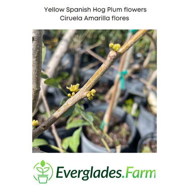 Yellow Spanish/Hog Plum, Ciruela, Jocote Amarillo, Tree
